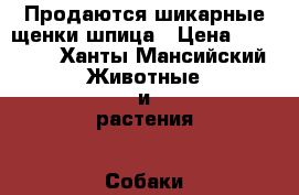 Продаются шикарные щенки шпица › Цена ­ 20 000 - Ханты-Мансийский Животные и растения » Собаки   